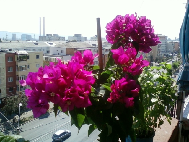 5 august 2012-flori 065