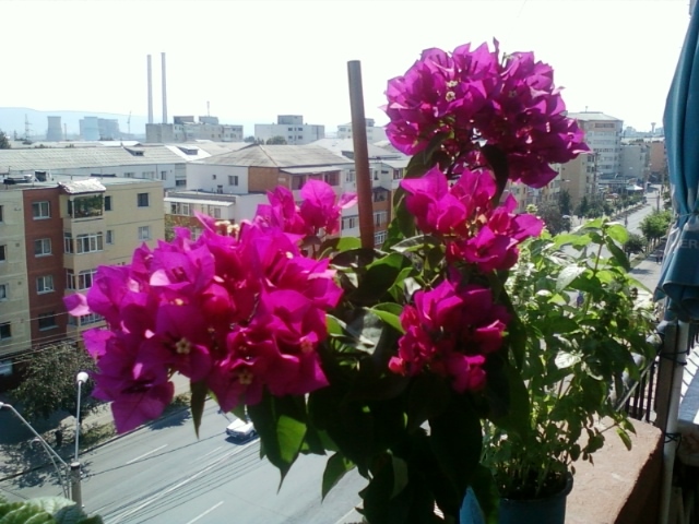 5 august 2012-flori 062