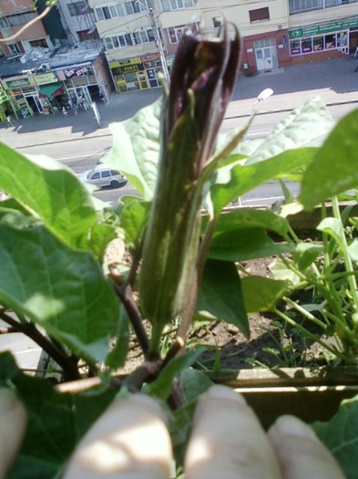 5 august 2012-flori 059 - brugmansia si datura