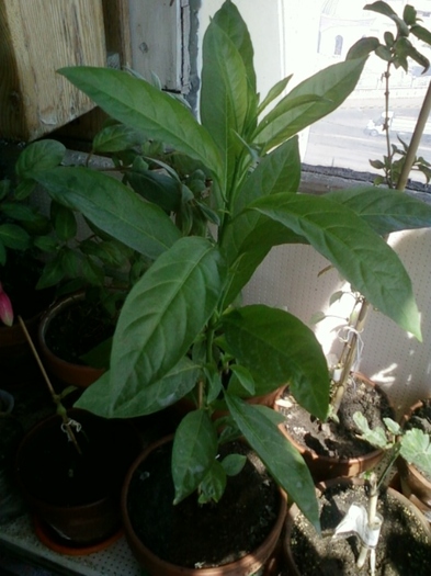 5 august 2012-flori 040 - cestrum nocturnum