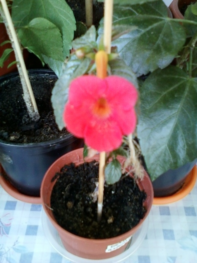 achi orange delight - achimenes