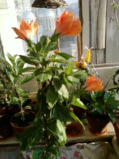 5 august 2012-flori 001 - hibiscus