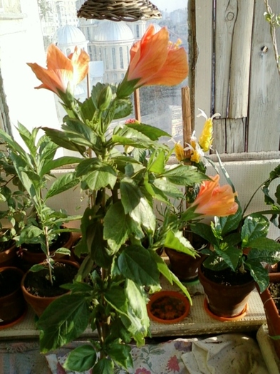 hibi holliday yellow - hibiscus