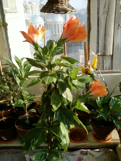 5 august 2012-flori 003 - hibiscus