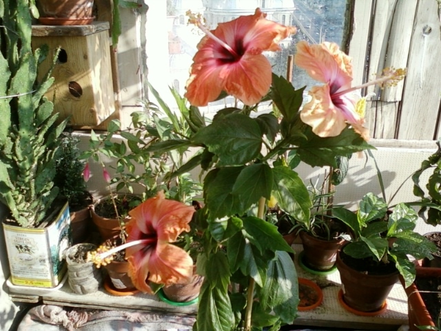 hibi holliday yellow - hibiscus