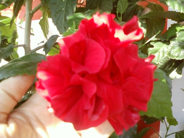 5 august 2012-flori 013 - hibiscus