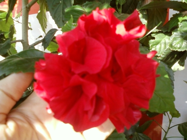 hibi rosu batut - hibiscus