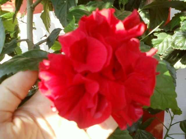 5 august 2012-flori 017