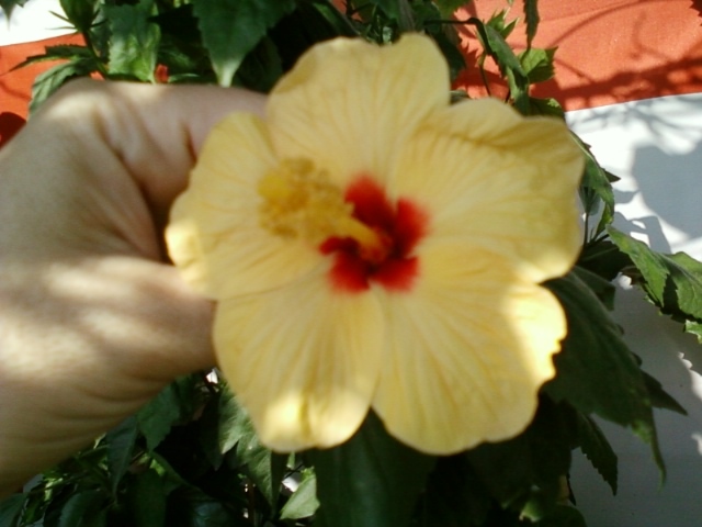 hibi port cu ochi rosu - hibiscus