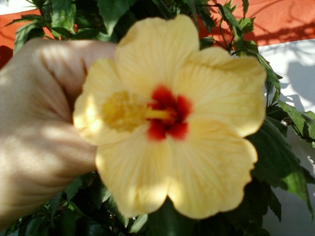 5 august 2012-flori 018 - hibiscus