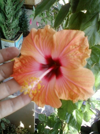 5 august 2012-flori 019 - hibiscus