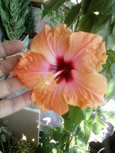 hibi holliday yellow