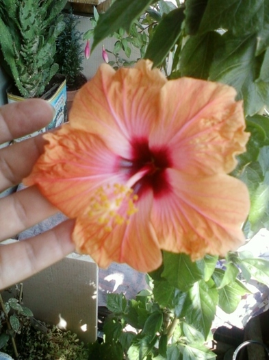5 august 2012-flori 021 - hibiscus