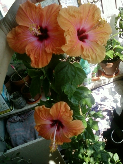 5 august 2012-flori 024 - hibiscus