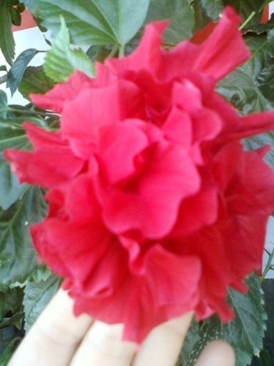 5 august 2012-flori 042 - hibiscus