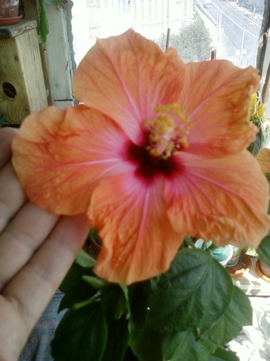5 august 2012-flori 047 - hibiscus