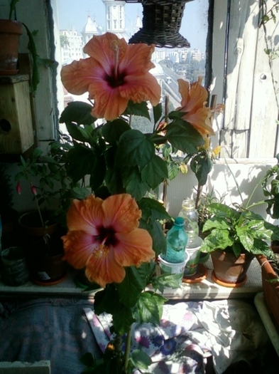 5 august 2012-flori 061