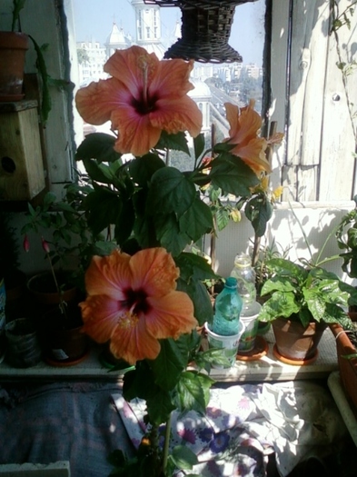 asa a inflorit holliday yellow - hibiscus