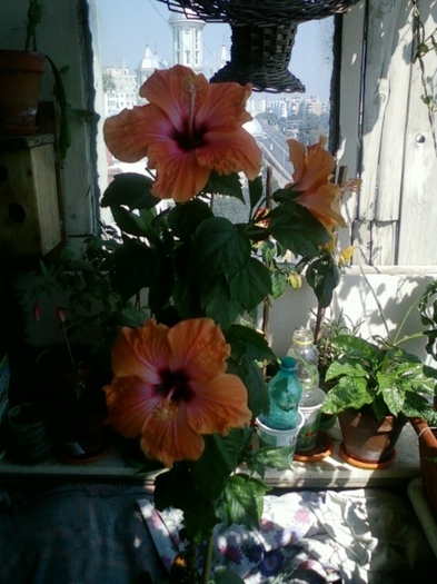 5 august 2012-flori 066