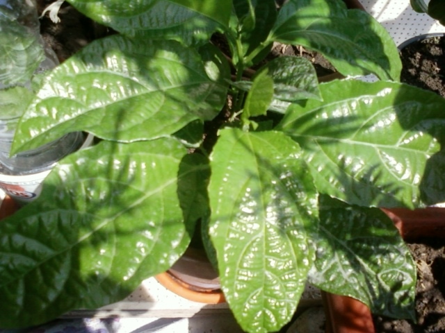 5 august 2012-flori 035 - passiflora edulis