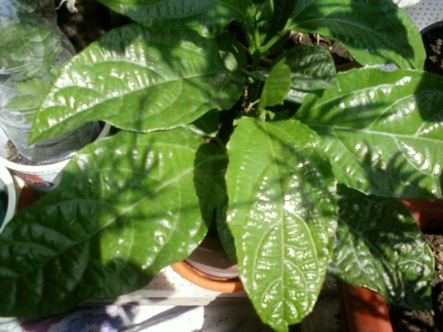 5 august 2012-flori 037 - passiflora edulis