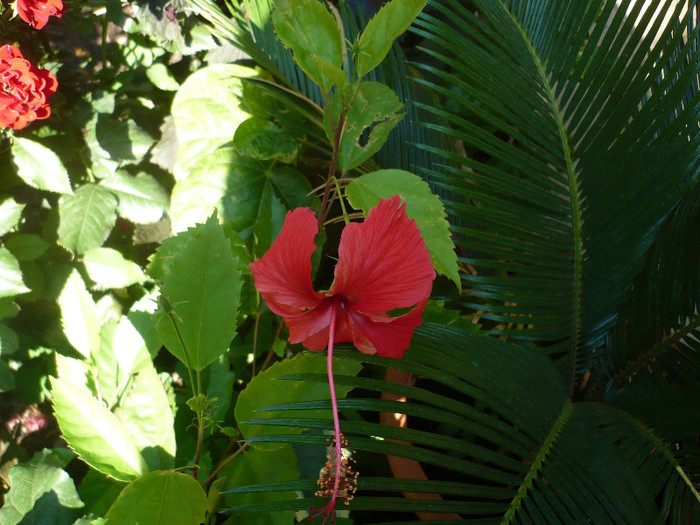 P1160673