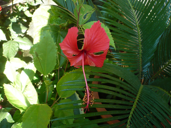 P1160674 - Rouge tropique