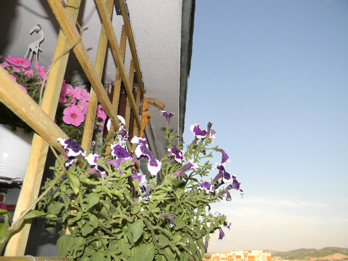 DSCN2075 - Gradina din Balcon 2012