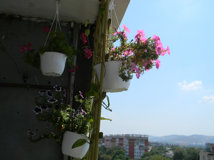 DSCN2501 - Gradina din Balcon 2012