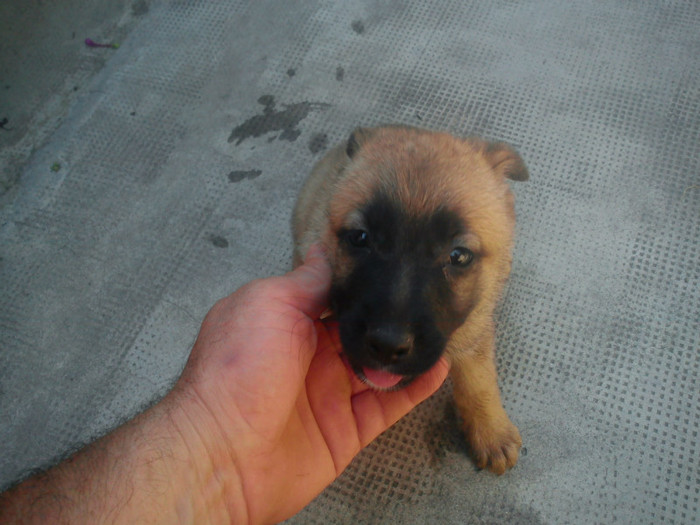 6 SAPTAMANI - CIOBANESC BELGIAN MALINOIS