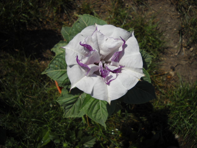  - Datura-2012-2020 Bugmanisia