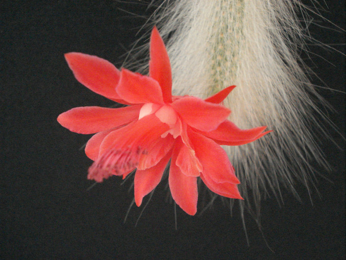 Hildewintera colademononis - Cactusi 2011