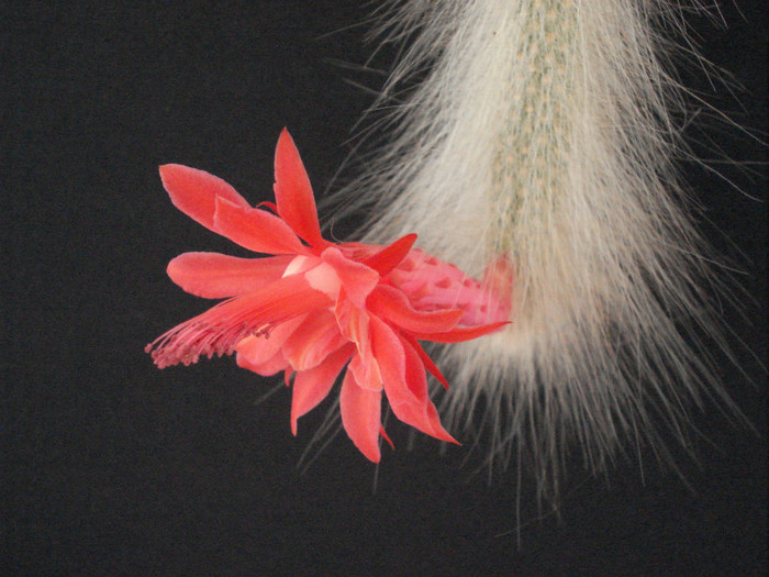 Hildewintera colademononis