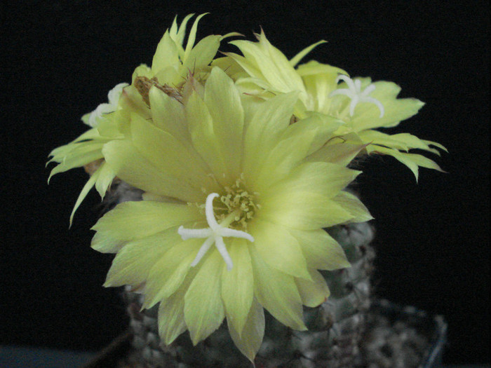 Fralea - Cactusi 2011