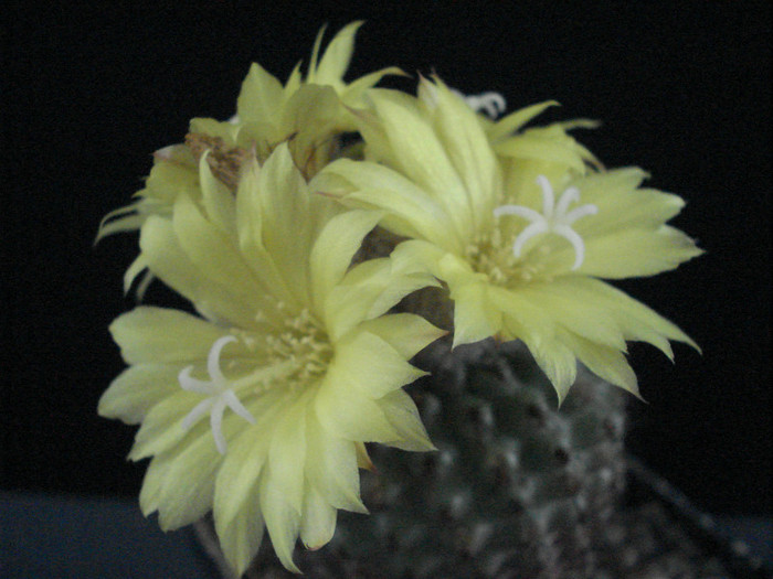 Fralea - Cactusi 2011