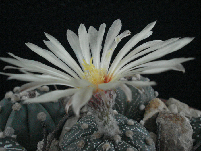 Astrophytum asterias - Cactusi 2011