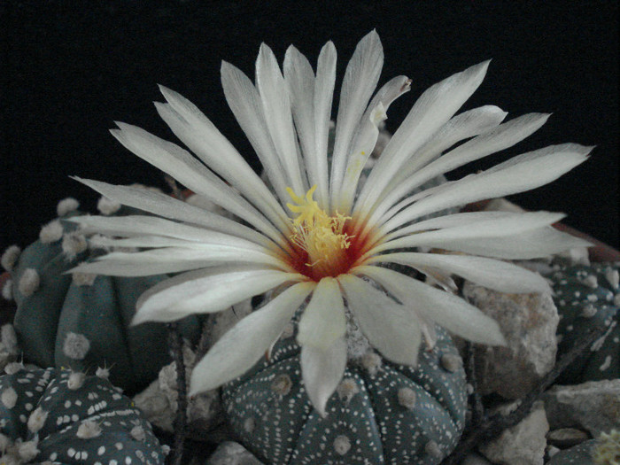 Astrophytum asterias