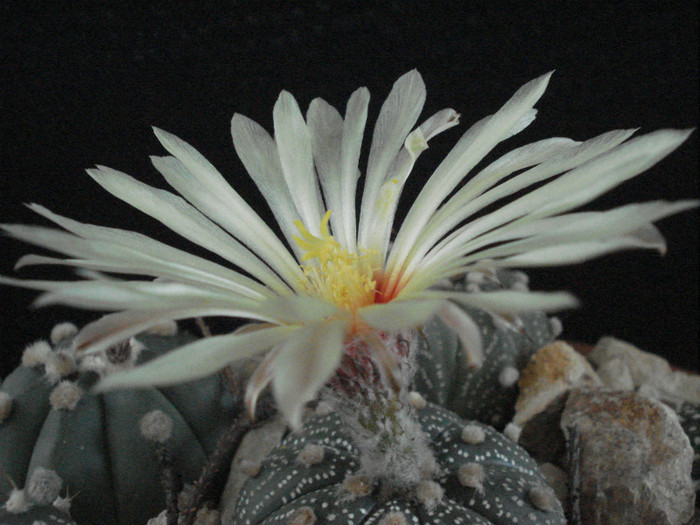 Astrophytum asterias