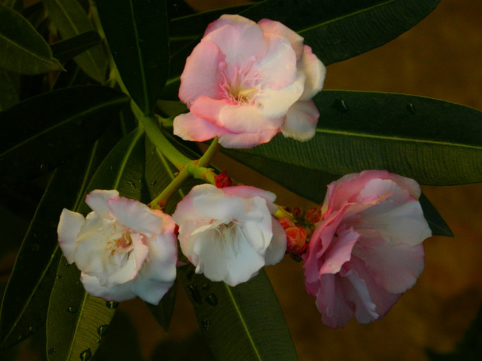 DSCN0116