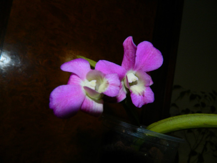 DSCN0133