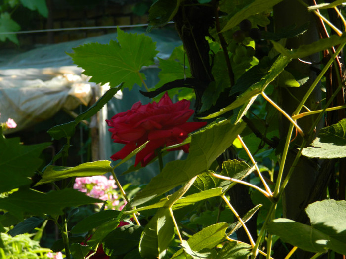 DSCN0135