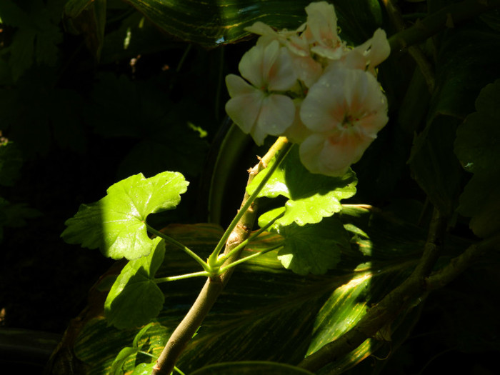 DSCN0147