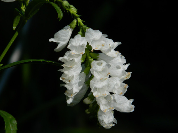 DSCN0163