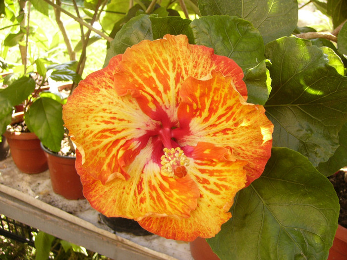 Lady Cilento - Hibiscus