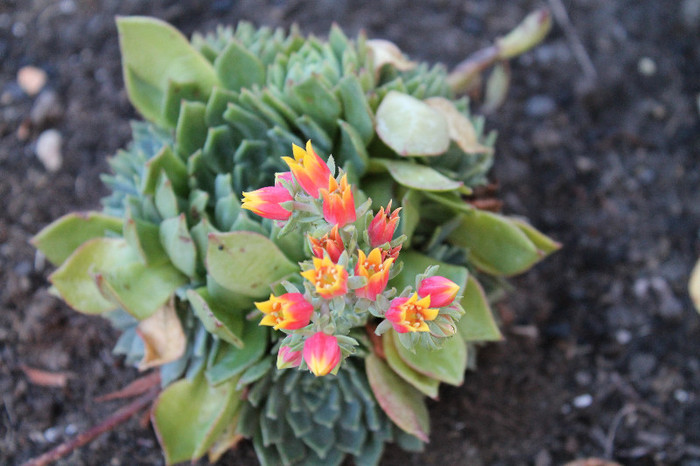 cactusi infloriti 003