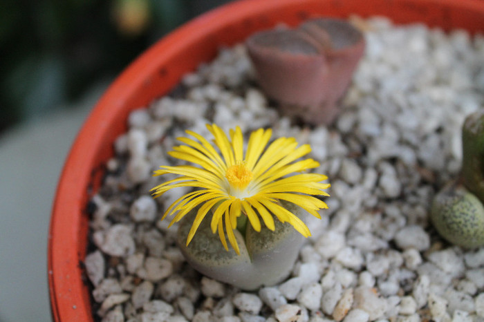 cactusi infloriti 012