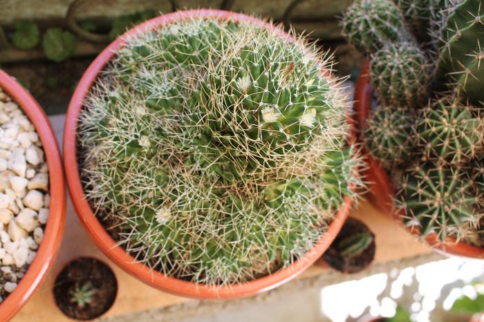 cactusi infloriti 021