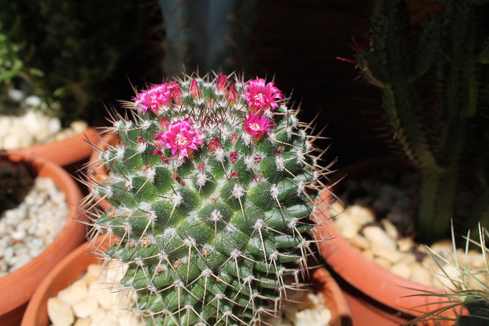 cactusi infloriti 023