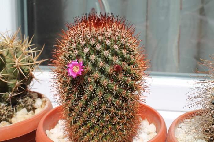cactusi infloriti 033