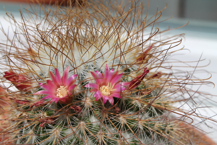cactusi infloriti 037